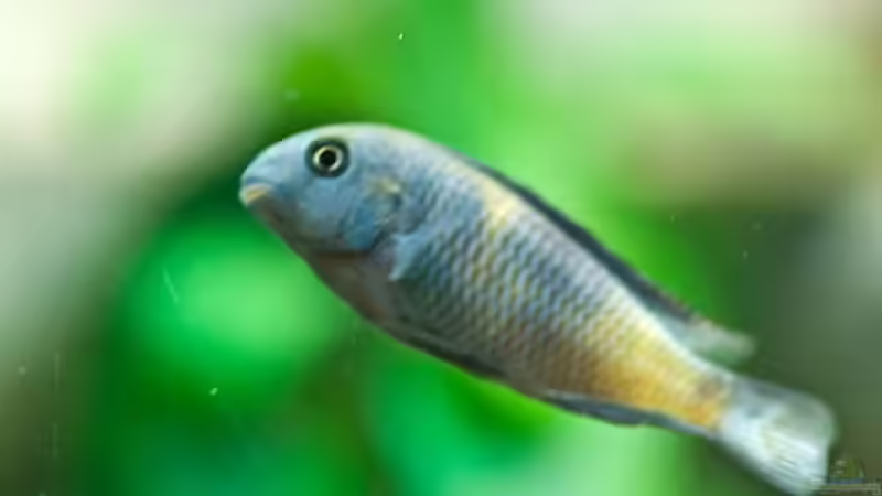 Besatz im Aquarium Becken 10874 von Enrico Müller (17)