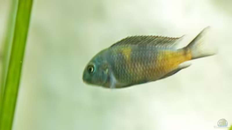 Besatz im Aquarium Becken 10874 von Enrico Müller (18)