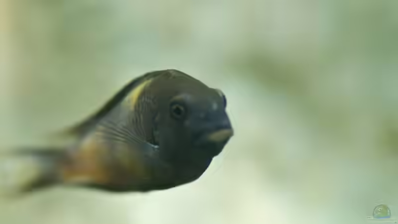 Besatz im Aquarium Becken 10874 von Enrico Müller (20)