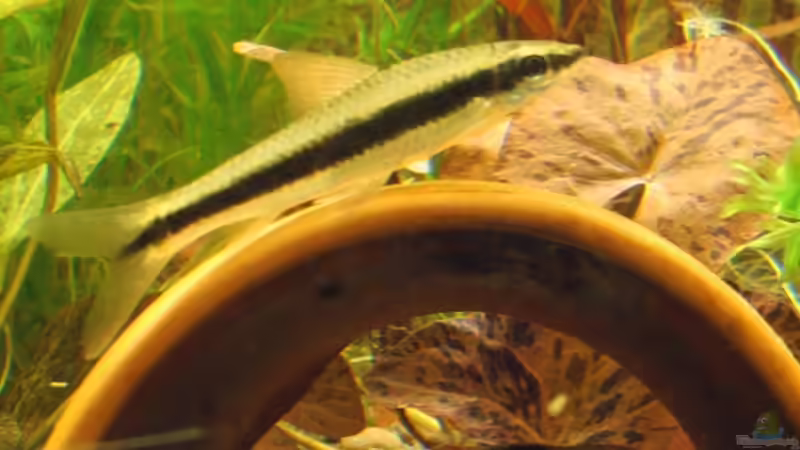 Besatz im Aquarium Becken 10880 von Fischfan (7)