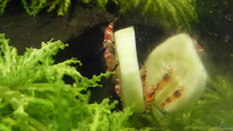 Besatz im Aquarium Becken 10889 von Kevin Janas (4)