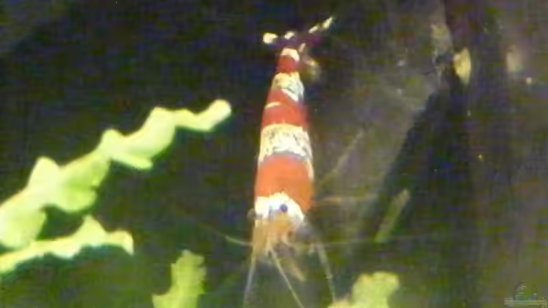 Besatz im Aquarium Becken 10889 von Kevin Janas (5)