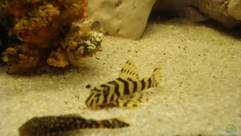 Besatz im Aquarium Becken 10898 von bennymotte (20)