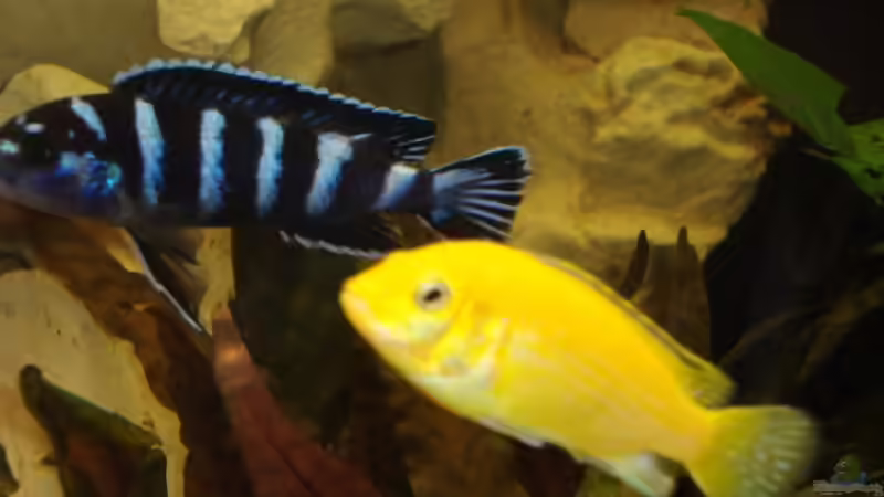 Besatz im Aquarium Becken 10898 von bennymotte (29)