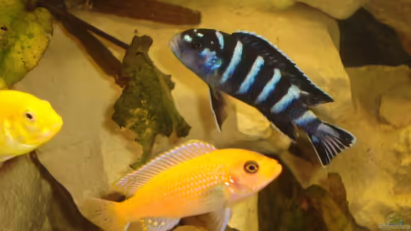 Besatz im Aquarium Becken 10898 von bennymotte (31)