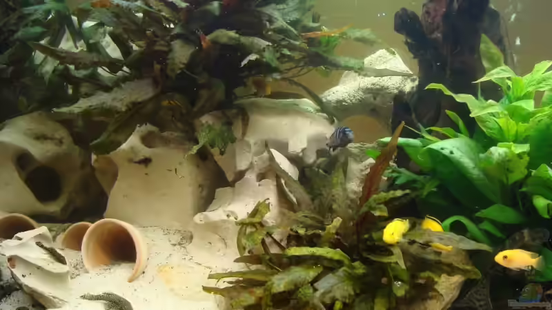 Besatz im Aquarium Becken 10898 von bennymotte (32)