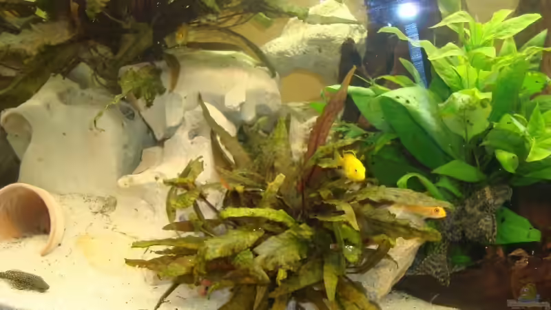 Besatz im Aquarium Becken 10898 von bennymotte (33)