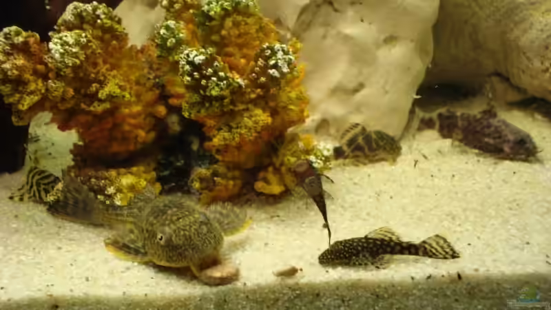 Besatz im Aquarium Becken 10898 von bennymotte (34)