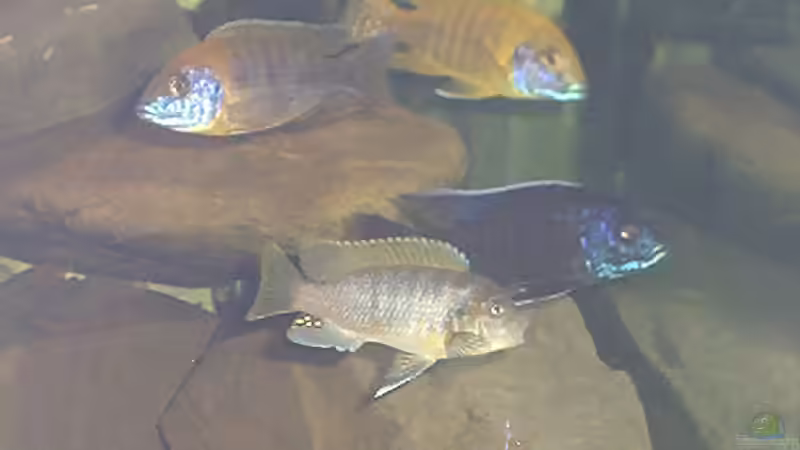 Besatz im Aquarium Becken 109 von Silvano Erjavec (13)