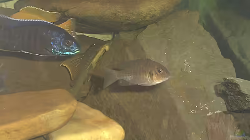 Besatz im Aquarium Becken 109 von Silvano Erjavec (14)