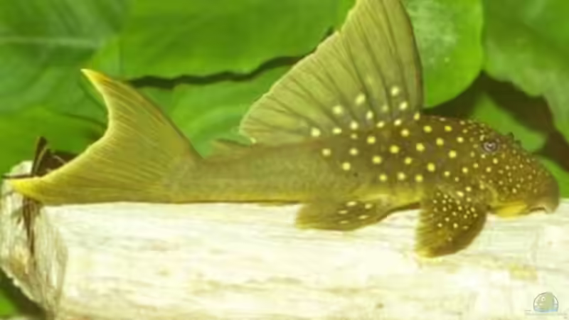 Besatz im Aquarium Becken 109 von Silvano Erjavec (15)