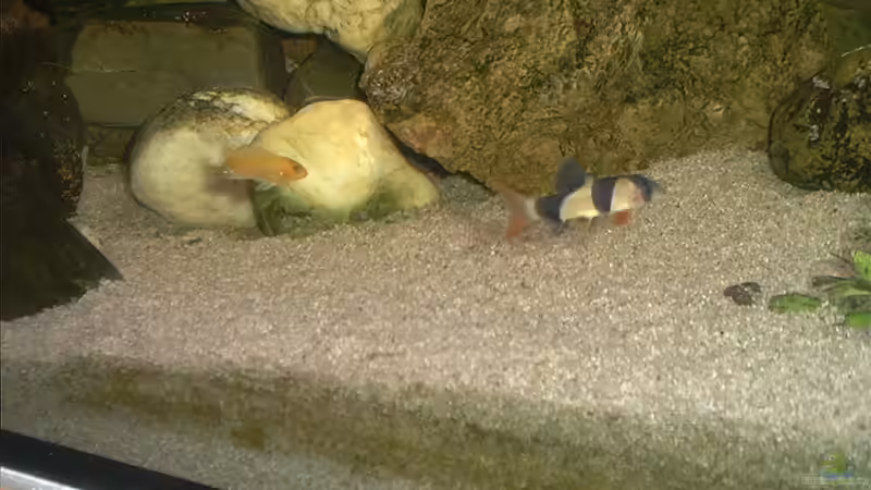 Besatz im Aquarium Becken 109 von Silvano Erjavec (17)