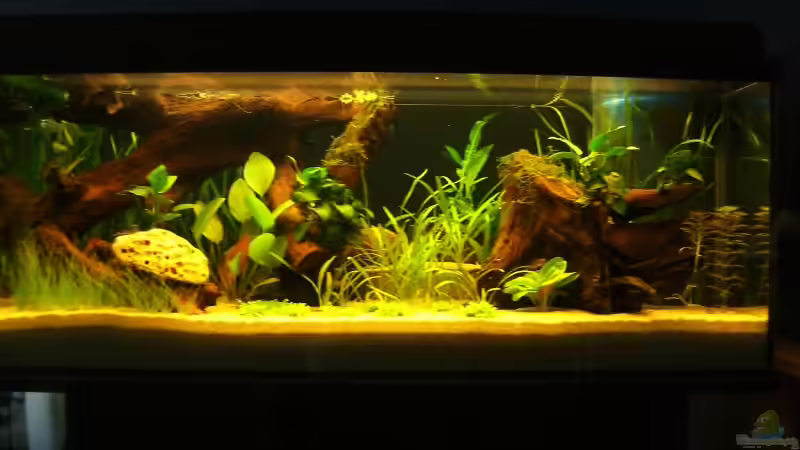 Besatz im Aquarium Becken 109 von Silvano Erjavec (18)