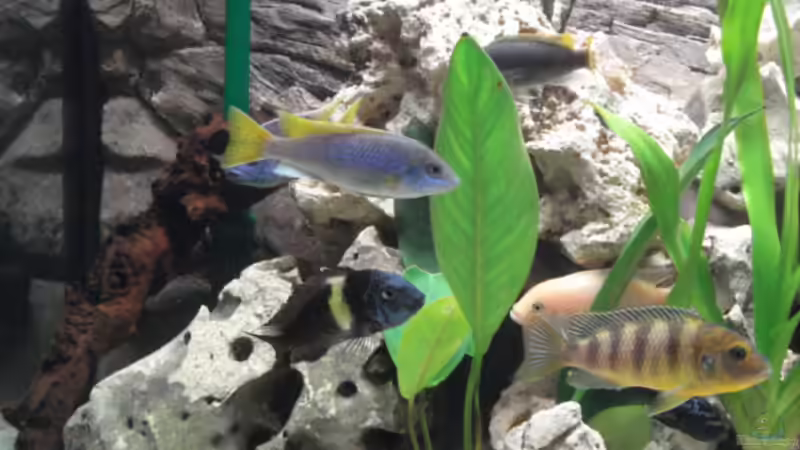 Besatz im Aquarium Becken 10914 von Andreas Deutschmann (7)