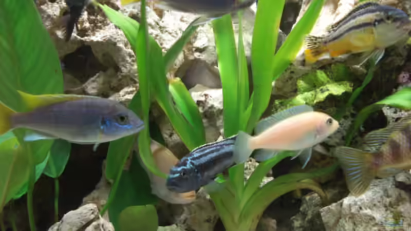 Besatz im Aquarium Becken 10914 von Andreas Deutschmann (8)