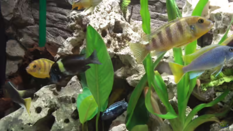 Besatz im Aquarium Becken 10914 von Andreas Deutschmann (9)