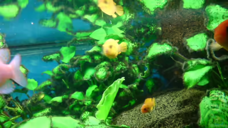 Besatz im Aquarium Becken 10921 von Dennis Feldhaus (13)