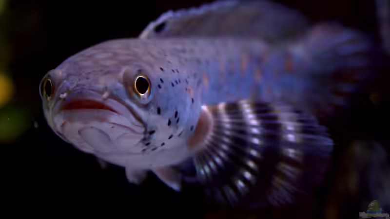 Besatz im Aquarium Becken 10932 von Channa667 (2)