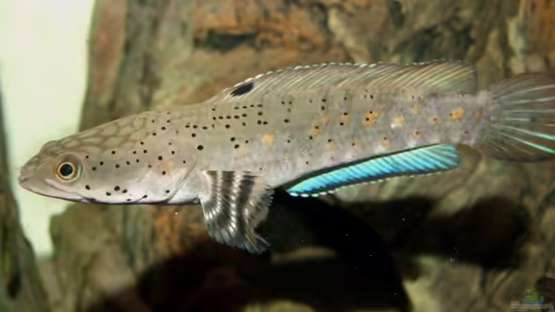 Besatz im Aquarium Becken 10932 von Channa667 (3)