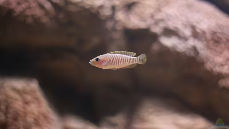 Besatz im Aquarium Becken 10942 von Sebastian W. (14)