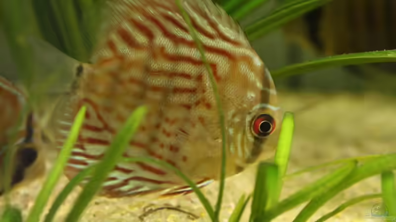 Besatz im Aquarium Becken 10951 von Freddy (10)