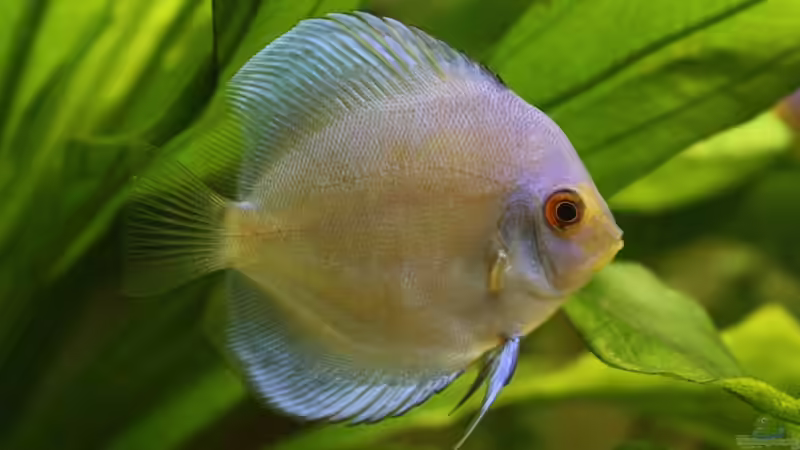 Besatz im Aquarium Becken 10951 von Freddy (11)