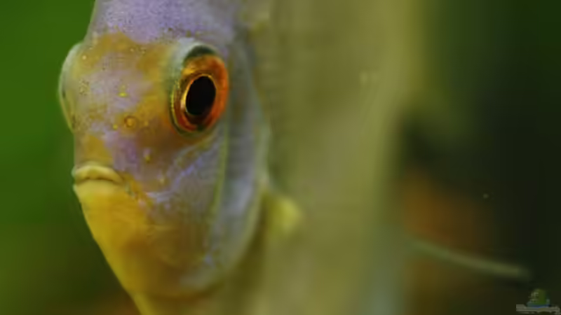 Besatz im Aquarium Becken 10951 von Freddy (13)