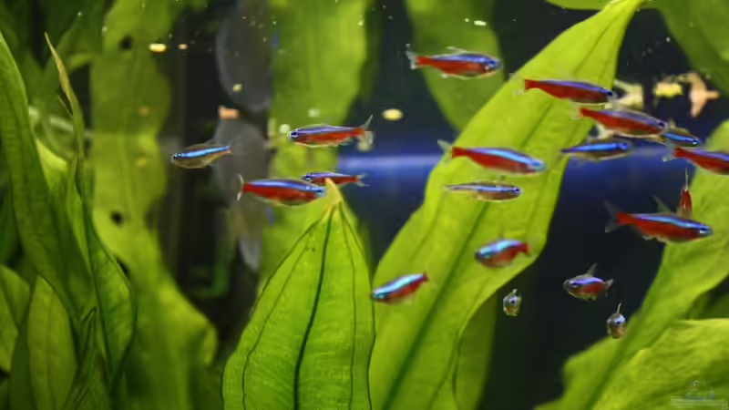 Besatz im Aquarium Becken 10951 von Freddy (14)