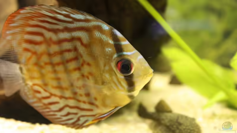 Besatz im Aquarium Becken 10951 von Freddy (15)