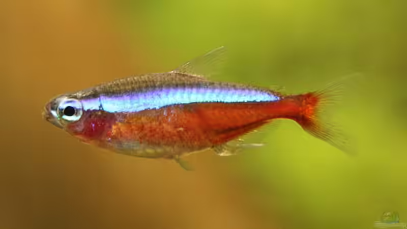 Besatz im Aquarium Becken 10951 von Freddy (17)