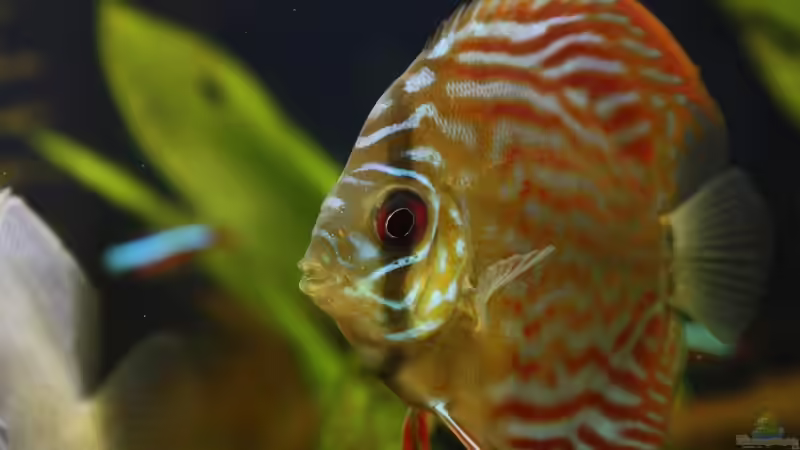 Besatz im Aquarium Becken 10951 von Freddy (18)