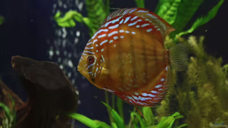 Besatz im Aquarium Becken 10951 von Freddy (19)