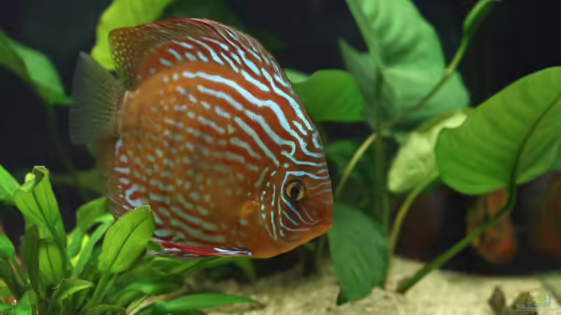 Besatz im Aquarium Becken 10951 von Freddy (20)