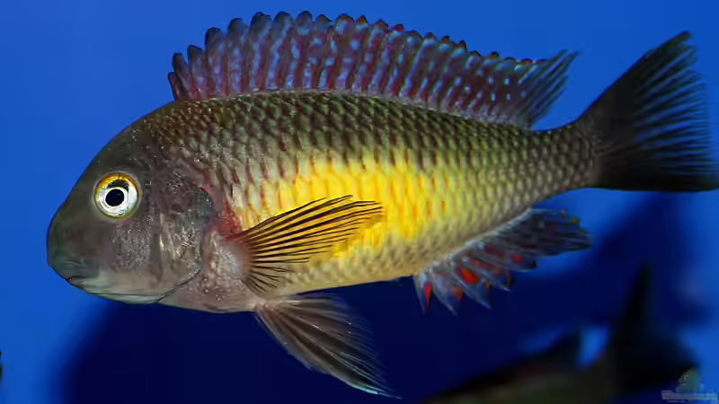 Besatz im Aquarium Becken 10971 von horiyoshi (10)