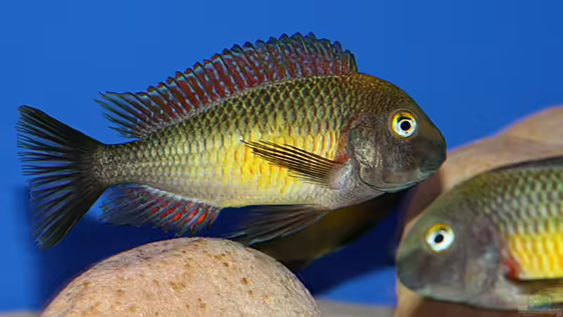 Besatz im Aquarium Becken 10971 von horiyoshi (11)