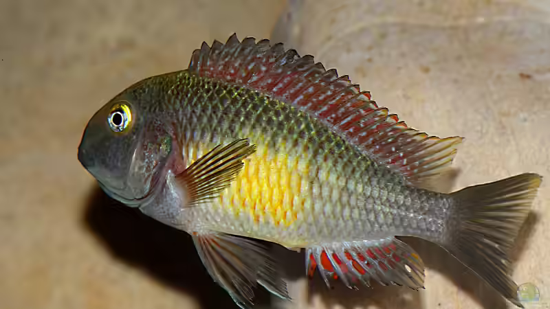 Besatz im Aquarium Becken 10971 von horiyoshi (12)