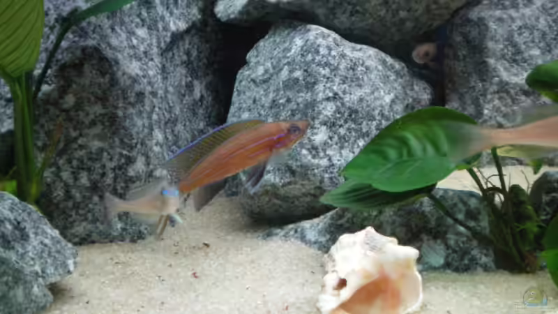 Besatz im Aquarium Becken 10978 von marco_0 (19)