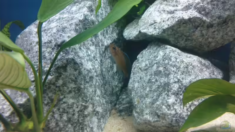 Besatz im Aquarium Becken 10978 von marco_0 (20)