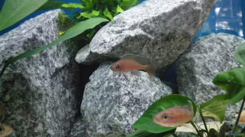 Besatz im Aquarium Becken 10978 von marco_0 (21)