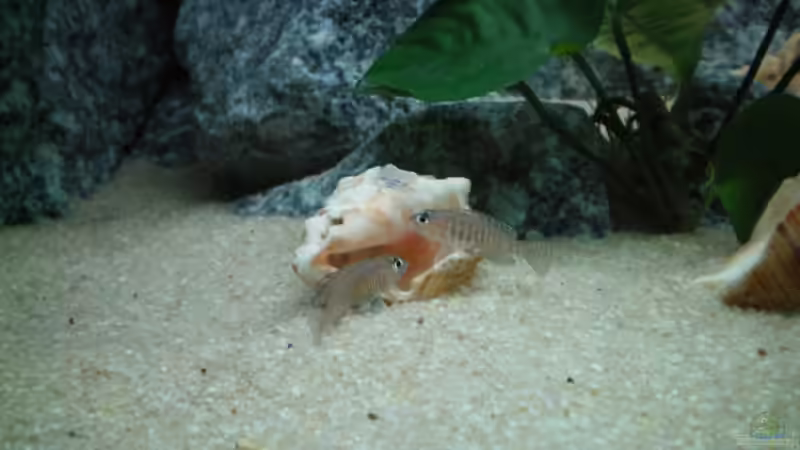 Besatz im Aquarium Becken 10978 von marco_0 (22)