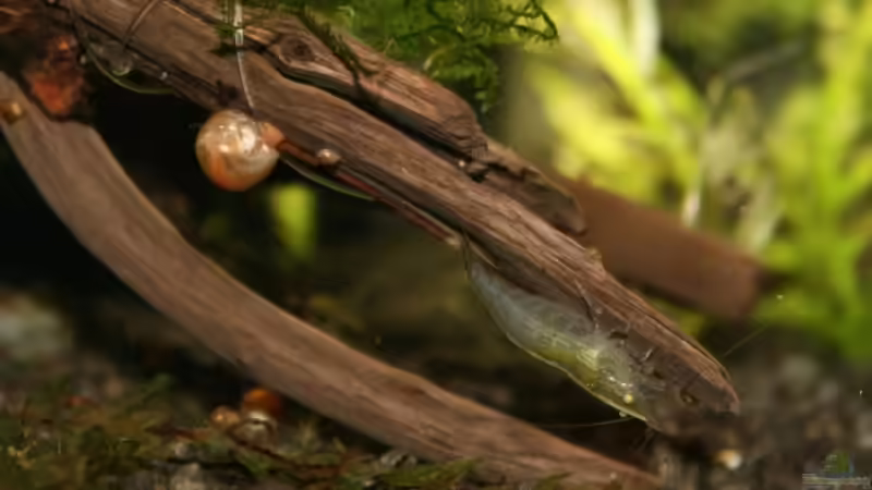 Besatz im Aquarium Becken 10988 von gruenet (11)