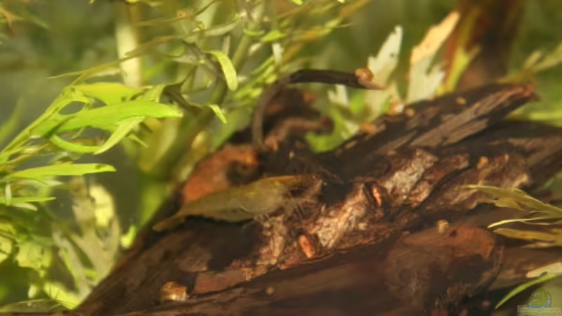 Besatz im Aquarium Becken 10988 von gruenet (12)