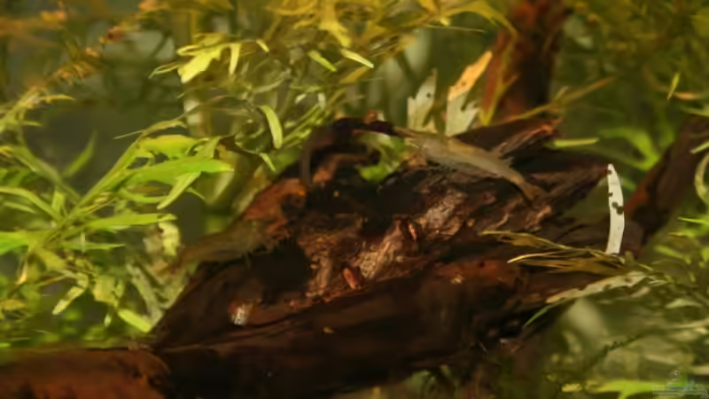 Besatz im Aquarium Becken 10988 von gruenet (13)