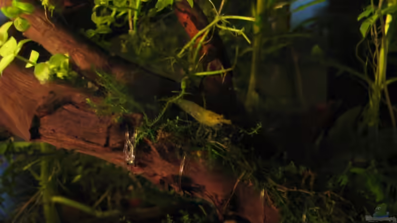 Besatz im Aquarium Becken 10988 von gruenet (14)