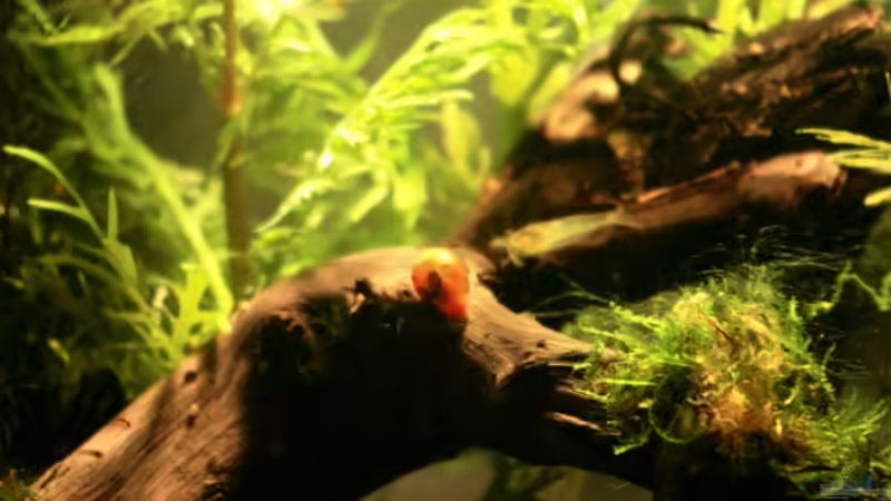 Besatz im Aquarium Becken 10988 von gruenet (5)