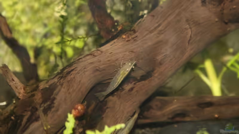 Besatz im Aquarium Becken 10988 von gruenet (6)