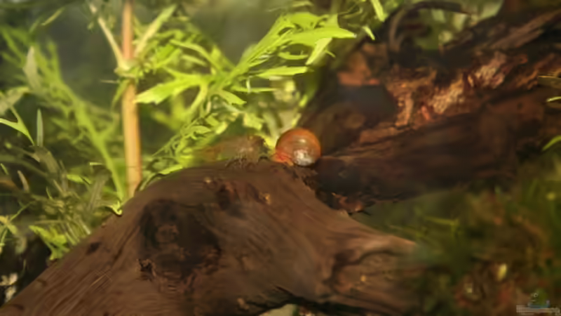 Besatz im Aquarium Becken 10988 von gruenet (7)