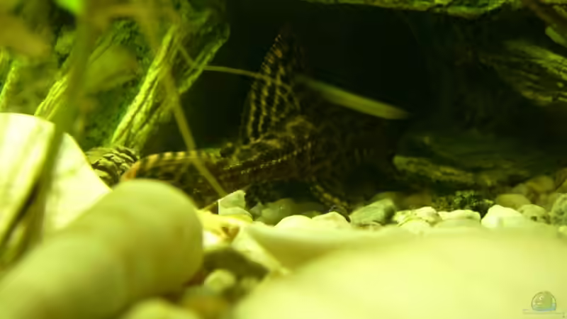 Besatz im Aquarium Becken 10999 von Belvina (9)