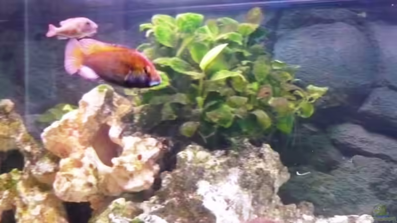 Besatz im Aquarium Becken 11000 von Berliner Tom (10)