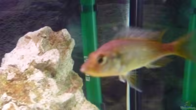 Besatz im Aquarium Becken 11000 von Berliner Tom (11)